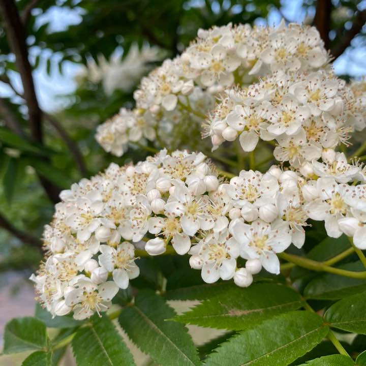 마가목 꽃